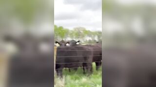 Mtvkay18 Outdoor Cow Field Sextape Onlyfans
